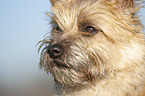 Cairn Terrier face