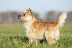standing Cairn Terrier
