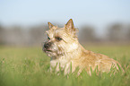lying Cairn Terrier