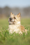 lying Cairn Terrier