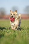 Cairn Terrier retrieves Ball