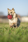 Cairn Terrier retrieves Ball