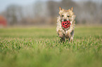 Cairn Terrier retrieves Ball
