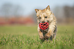 Cairn Terrier retrieves Ball