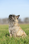 sitting Cairn Terrier