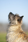 Cairn Terrier Portrait