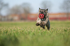 Cairn Terrier retrieves Ball