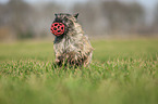 Cairn Terrier retrieves Ball