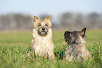 lying Cairn Terrier