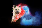 Cairn Terrier with holi powder