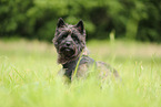 Cairn Terrier in the meadow