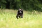 Cairn Terrier in the meadow