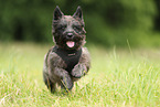 Cairn Terrier in the meadow