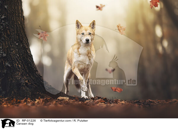 Kanaan-Hund / Canaan dog / RP-01226