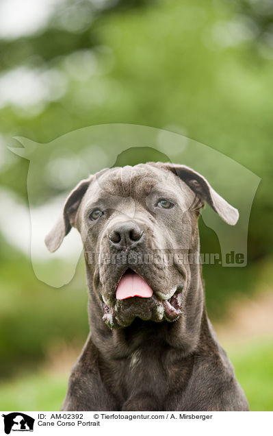 Cane Corso Portrait / AM-02392