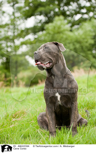 Cane Corso / AM-02394