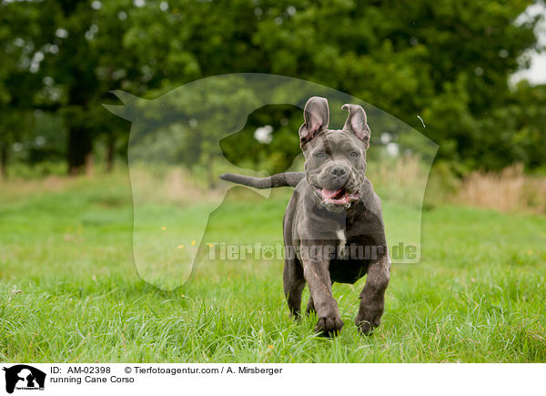 running Cane Corso / AM-02398