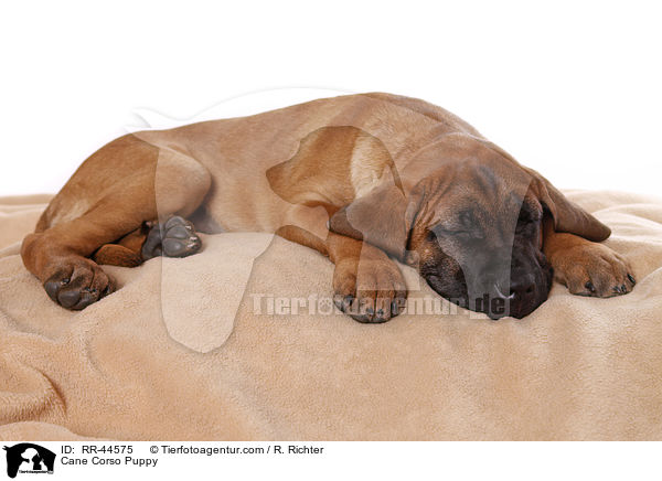 Cane Corso Puppy / RR-44575
