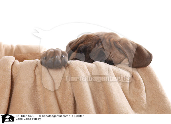 Cane Corso Welpe / Cane Corso Puppy / RR-44578