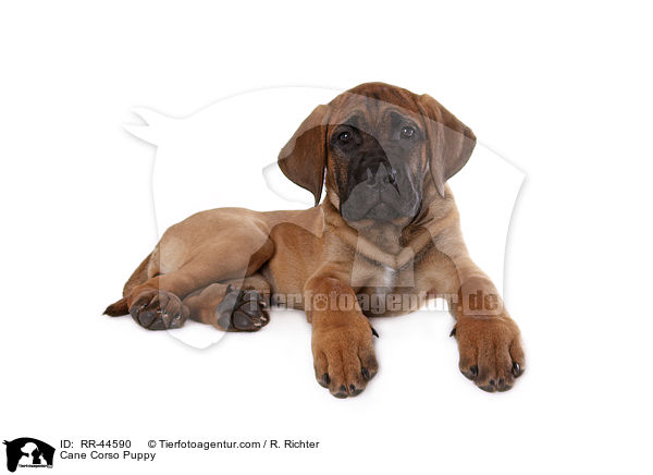 Cane Corso Welpe / Cane Corso Puppy / RR-44590