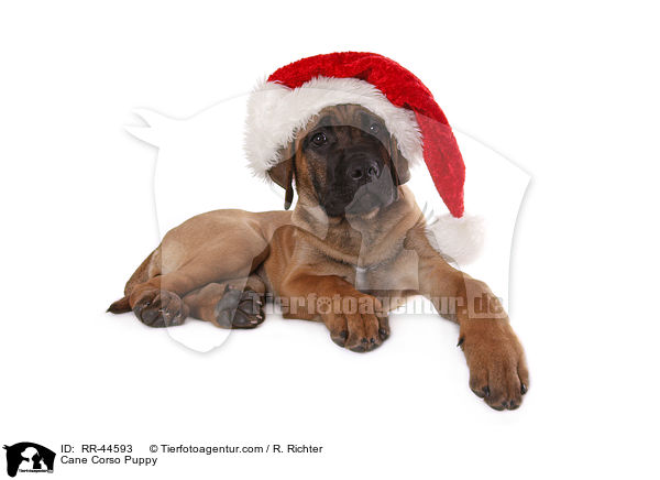 Cane Corso Welpe / Cane Corso Puppy / RR-44593