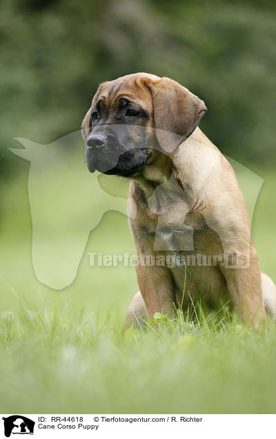 Cane Corso Welpe / Cane Corso Puppy / RR-44618