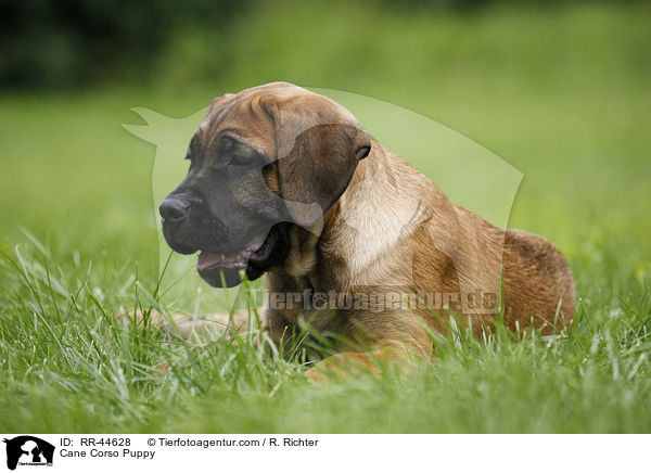 Cane Corso Puppy / RR-44628