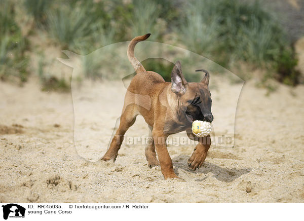 junger Cane Corso / young Cane Corso / RR-45035