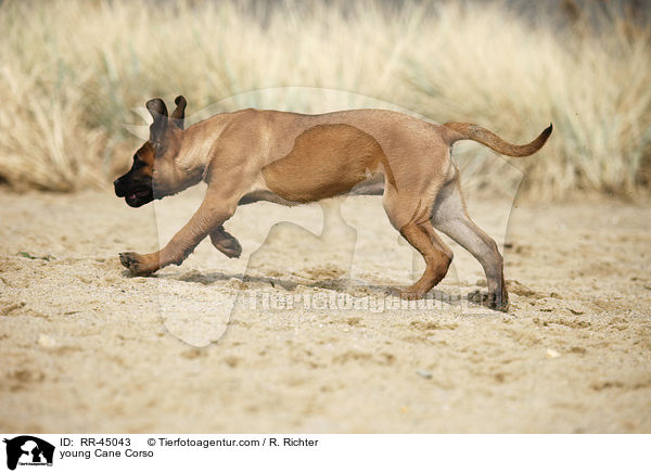 junger Cane Corso / young Cane Corso / RR-45043