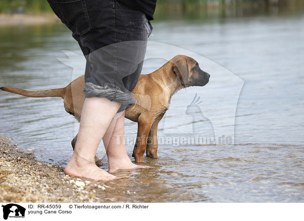 junger Cane Corso / young Cane Corso / RR-45059