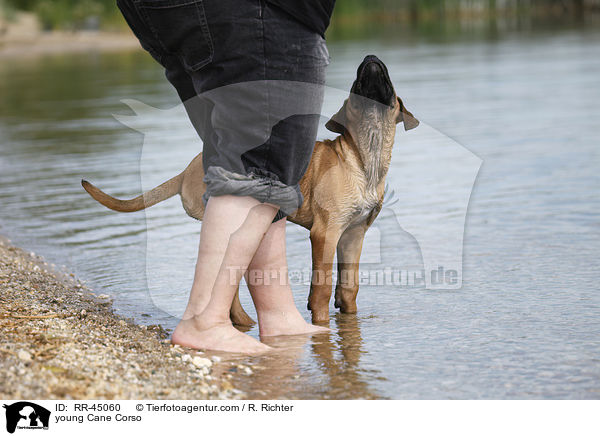 junger Cane Corso / young Cane Corso / RR-45060
