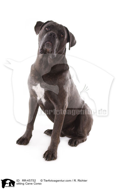 sitzender Cane Corso / sitting Cane Corso / RR-45752