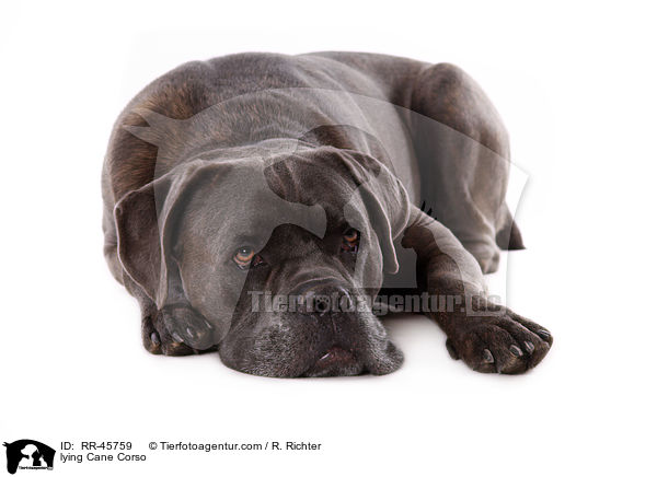 liegender Cane Corso / lying Cane Corso / RR-45759