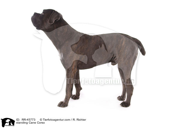 stehender Cane Corso / standing Cane Corso / RR-45773