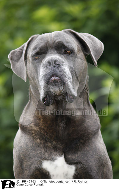 Cane Corso Portrait / Cane Corso Portrait / RR-45793