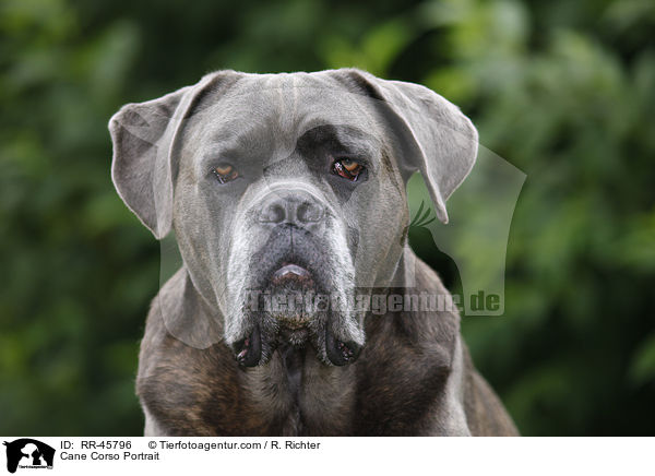 Cane Corso Portrait / Cane Corso Portrait / RR-45796