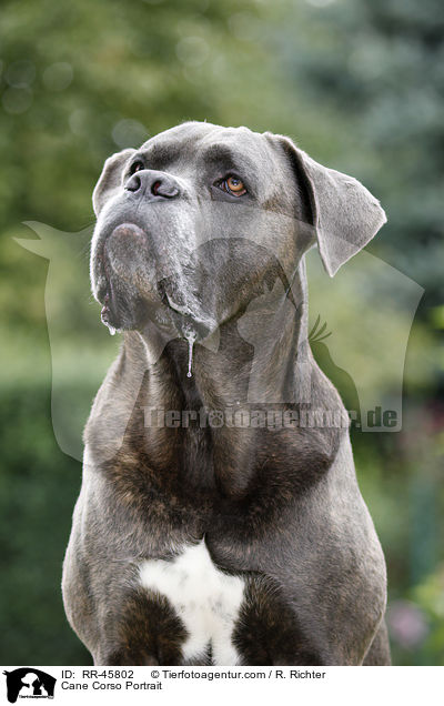 Cane Corso Portrait / Cane Corso Portrait / RR-45802