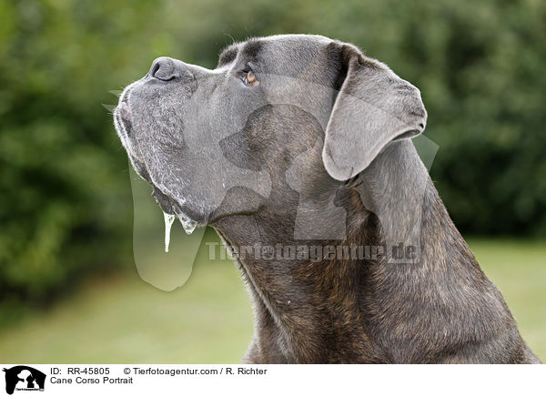 Cane Corso Portrait / Cane Corso Portrait / RR-45805