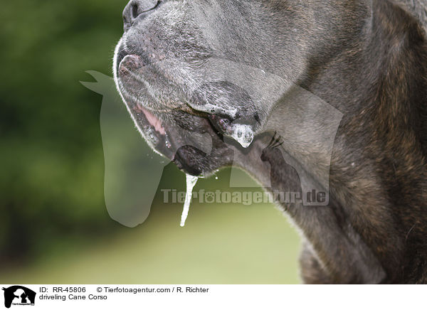 sabbernder Cane Corso / driveling Cane Corso / RR-45806