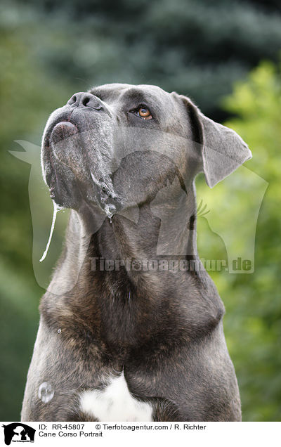 Cane Corso Portrait / Cane Corso Portrait / RR-45807