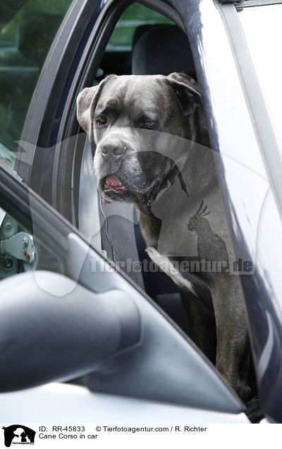 Cane Corso im Auto / Cane Corso in car / RR-45833