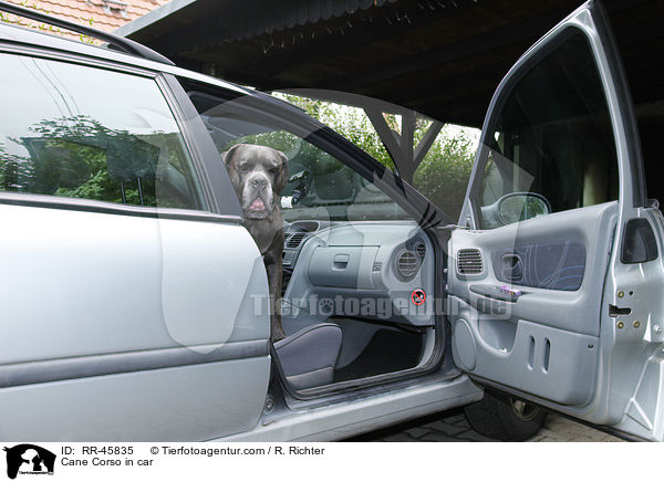 Cane Corso im Auto / Cane Corso in car / RR-45835