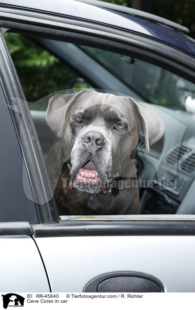 Cane Corso im Auto / Cane Corso in car / RR-45840