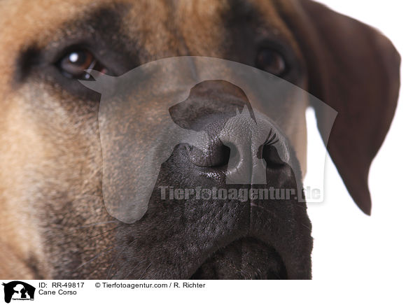 Cane Corso / Cane Corso / RR-49817