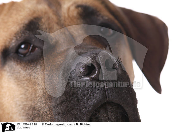 dog nose / RR-49818