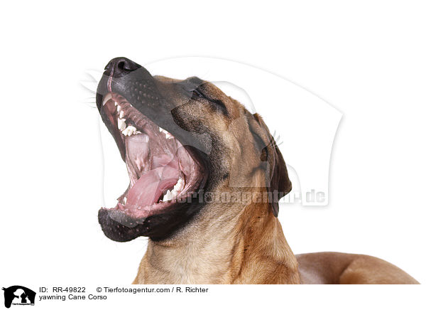 yawning Cane Corso / RR-49822