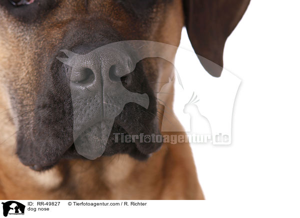 dog nose / RR-49827