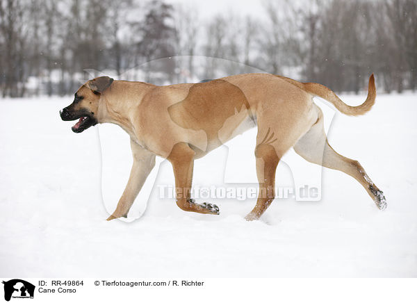 Cane Corso / Cane Corso / RR-49864