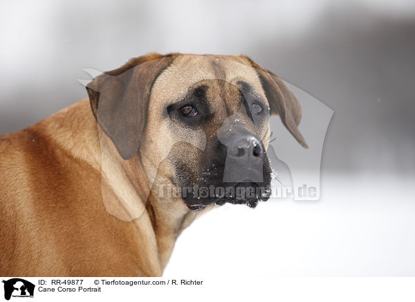 Cane Corso Portrait / Cane Corso Portrait / RR-49877