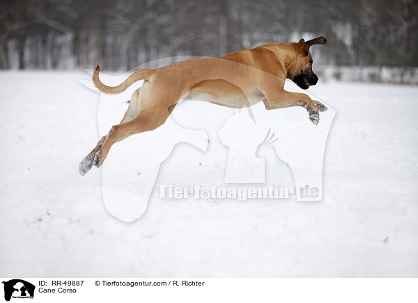 Cane Corso / Cane Corso / RR-49887